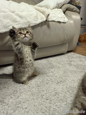 Kitten BKH Mix männlich 