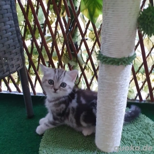 BKH Jung in Black Silver Tabby mit Stammbaum Bild 5
