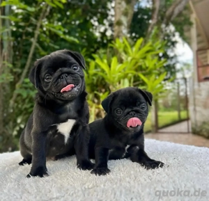 Jetzt 2 schwarze Mopswelpen ablegen!