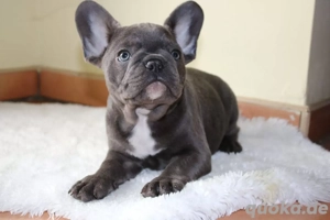 Französische Bulldogge Welpen