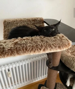 Maine Coon Katzen Silber-Shaded und Black Smoke 