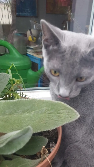 Russisch Blau reinrassig