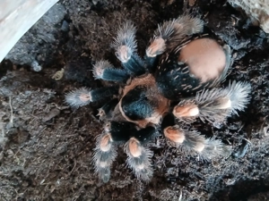 Mexikanische Rotknievogelspinne inkl. Terrarium 40x30x30