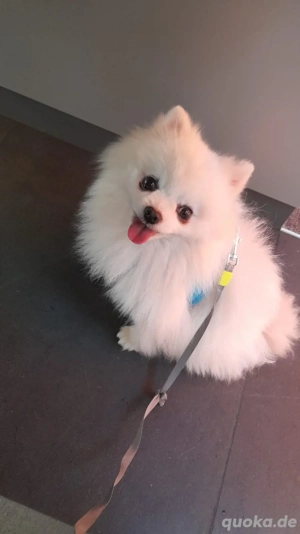 Wir geben unsere hund ab 