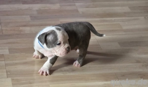 American pocket Bully babys