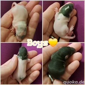 Ratten Babys Farbratten super verschmust und kinderlieb 