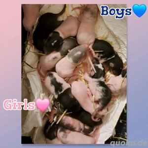 Super süße Ratten Babys Farbratten zahm und kinderlieb 