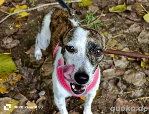 STELLA    das kleine Sternchen auf Erden