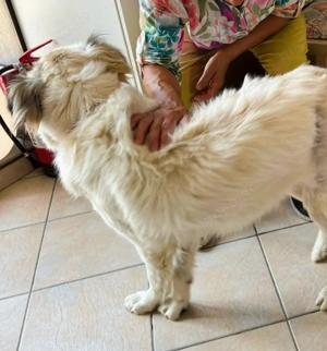 Rosalie sucht ein liebevolles Zuhause Bild 10