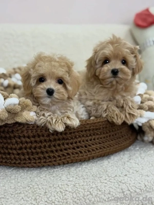Maltipoo-Welpen verfügbar Bild 4
