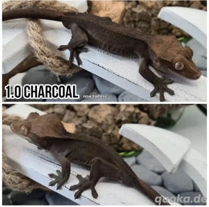 Charcoal Männchen Kronengecko C.ciliatus 