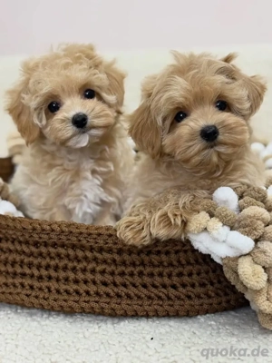 Maltipoo-Welpen verfügbar Bild 3