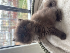 Langhaarige Mischlingskatze Schokolade Katzen 