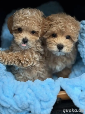 Maltipoo-Welpen verfügbar Bild 2