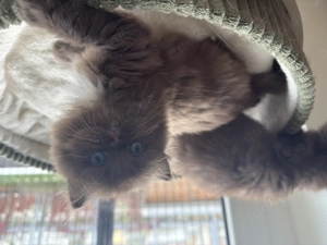 Langhaarige Mischlingskatze Schokolade Katzen  Bild 3