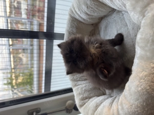 Langhaarige Mischlingskatze Schokolade Katzen  Bild 4