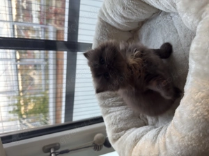 Langhaarige Mischlingskatze Schokolade Katzen  Bild 2