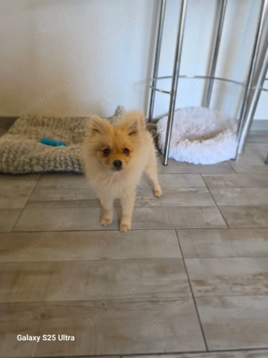 Balou ein kleiner Spitz sucht ein Zuhause