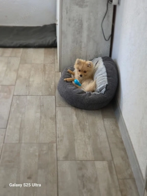 Balou ein kleiner Spitz sucht ein Zuhause Bild 5 Balou ein kleiner Spitz sucht ein Zuhause Bild 5