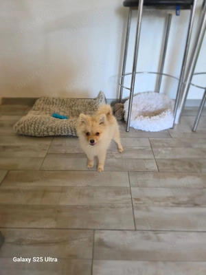 Balou ein kleiner Spitz sucht ein Zuhause Bild 2 Balou ein kleiner Spitz sucht ein Zuhause Bild 2