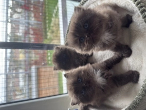 Langhaarige Mischlingskatze Schokolade Katzen  Bild 5