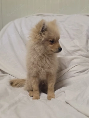 Balou ein kleiner Spitz sucht ein Zuhause Bild 4 Balou ein kleiner Spitz sucht ein Zuhause Bild 4