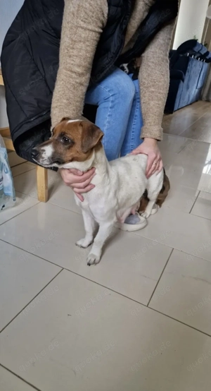 Niedliche Jack Russel-Zwergpinscher Welpen  Bild 10