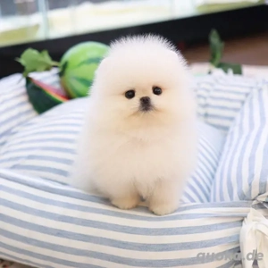 Reinrassige Pomeranian Zwergspitz Welpen in liebevolle Hände abzugeben