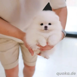 Kleiner Zwergspitz Pomeranian Welpen mit Ahnentafel Bild 3