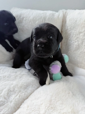 Wunderschöne schwarze Labrador Welpen liebevolle Aufzucht, top Abstammung & sanftes Wesen