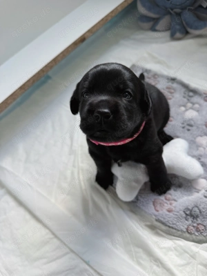 Wunderschöne schwarze Labrador Welpen liebevolle Aufzucht, top Abstammung & sanftes Wesen Bild 2