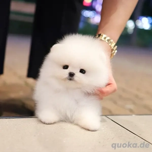 Süße Pomeranian  Zwergspitz Welpen Bild 2