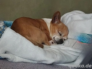 Chihuahua sucht  Bild 2 Chihuahua sucht  Bild 2