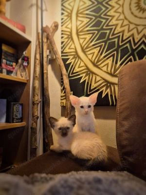 Reinrassige OKH   SIA Orientalisch Kurzhaar Kitten Seal Point & Foreign White