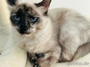 Wunderschöne Siamkatze  verspielt & gesund