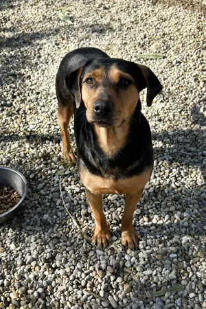 *CHICO* ist aktiv und unternehmungslustig. Er sucht eine gleichgesinnte Familie.