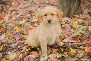 Chip-Nr. 259682 - Welpe - Der kleine Hundemann wurde in einer Pappschachtel "entsorgt"