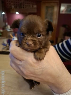 Chihuahua Pomchi Rüde