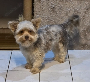 Yorkshire Terrier Hündin 2j Merle 