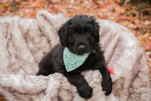 Chip-Nr. 257133 - Welpe - Ich habe noch keinen Namen, und ein liebevolles Zuhause suche ich auch