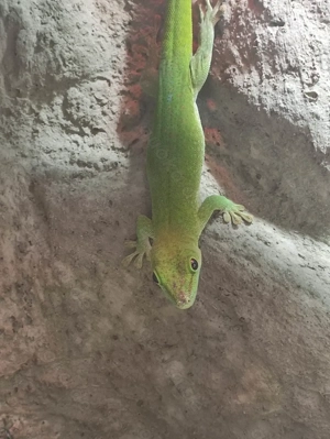 Phelsuma kochii 1,1 Kochs Madagaskar Tag Gecko Bild 7