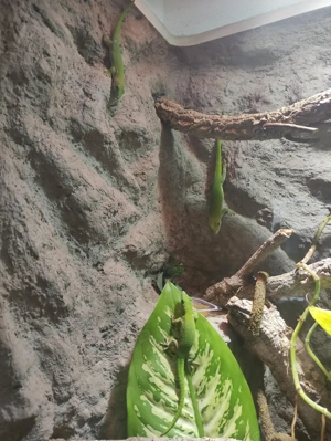 Phelsuma kochii 1,1 Kochs Madagaskar Tag Gecko Bild 6