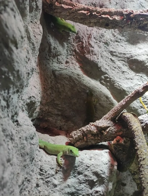 Phelsuma kochii 1,1 Kochs Madagaskar Tag Gecko Bild 8