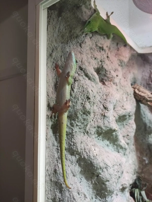Phelsuma kochii 1,1 Kochs Madagaskar Tag Gecko Bild 3