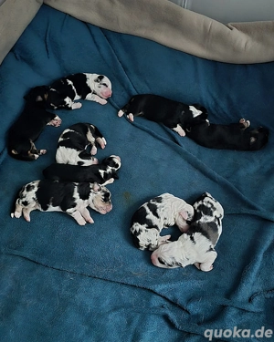 Australian Shepherd Welpen 