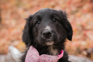 Chip-Nr. 255497 - Welpin - Ich wurde "entsorgt" und suche nun ein liebevolles Zuhause