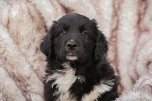 Chip-Nr. 255510 - Welpe - Ich habe noch keinen Namen, und ein liebes Zuhause suche ich auch