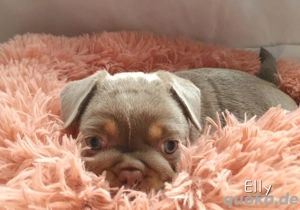 Französische Bulldogge Elly Welpe sucht liebevolles Zuhause