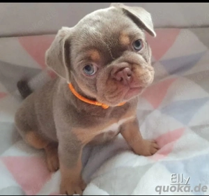 Französische Bulldoggen Welpe mit kleinen Anteil altdeutsch.Pandamops sucht liebevolles Zuhause