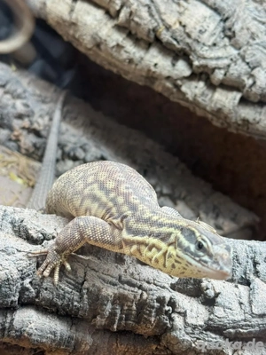 Varanus Acanthurus(Stachelschwanzwaran) 1.0